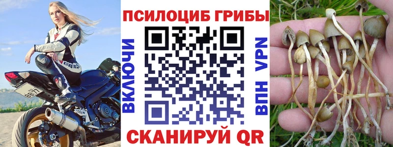 Псилоцибиновые грибы Magic Shrooms  ОМГ ОМГ ONION  darknet наркотические препараты  Киселёвск 